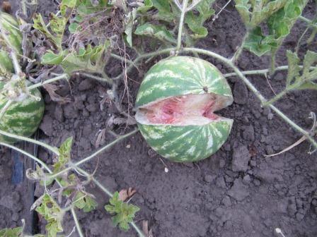 split-melon-2-for-website Split melon caused by heat (?)/water (?)/irrigation managment (?)