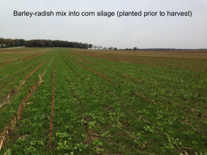 spring barley